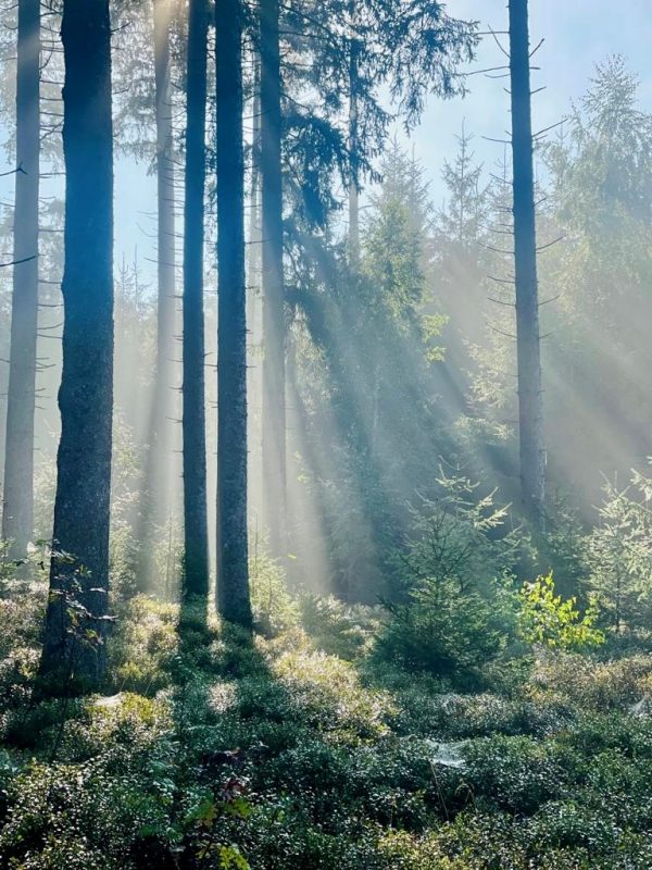 Wie ökologisch ist die Wärmepumpe